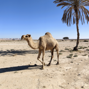 Marakeš & Sahara Retreat - Putevima simbola